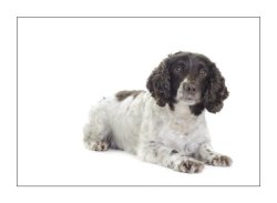 an example of the images created by Leigh Francis