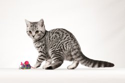 an example of the images created by Nigel Goddard