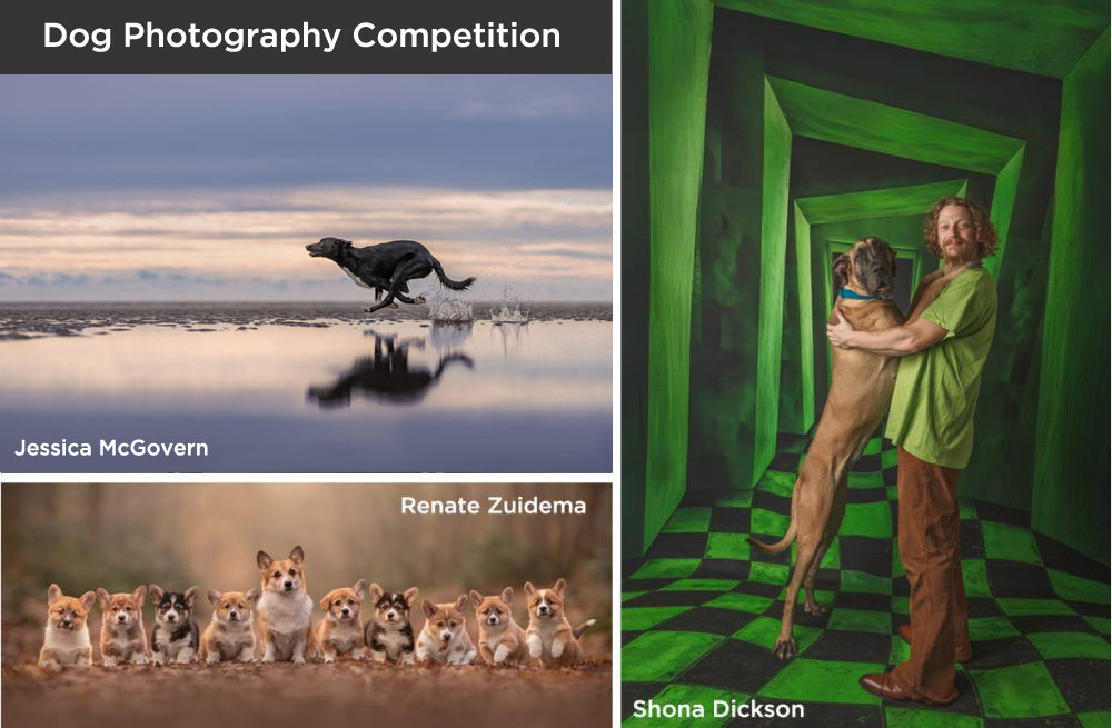 dog photography entry