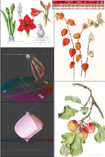 botanicalart-10b.jpg