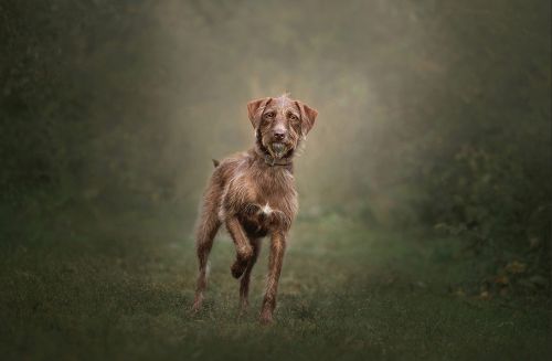 Image by Elizabeth Boudreau