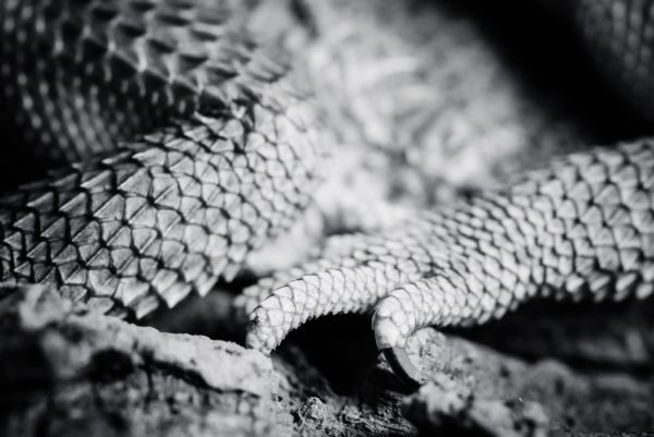 Image by Jakob Gronkjaer