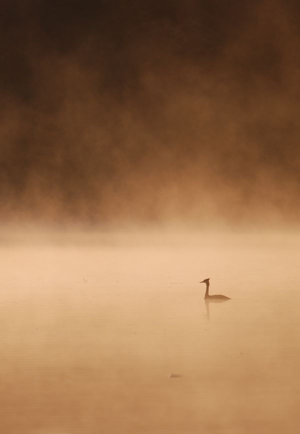 Image by Jakob Gronkjaer