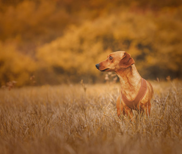 Image by Dorina Mihancea