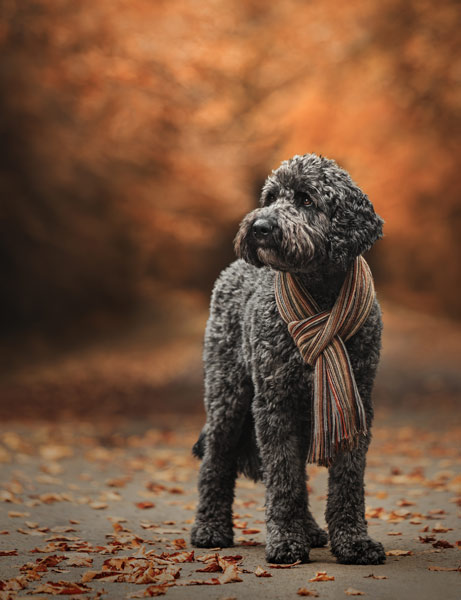 Image by Martin Robinson