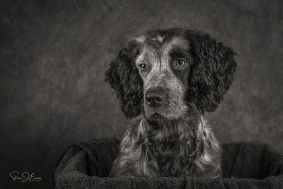 an example of the images created by Steve Evans