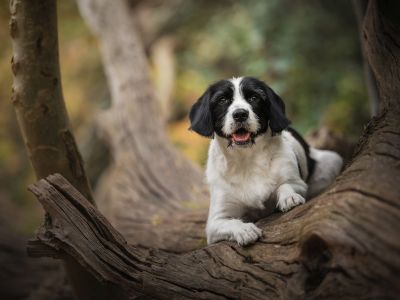 an example of the images created by Conor Kerrigan