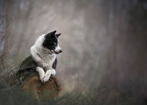 an example of the images created by Cassie Kinsland