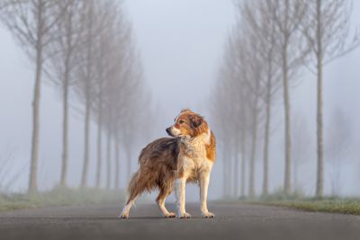 an example of the images created by Yvonne Leeuwen