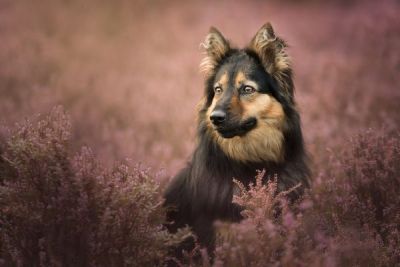 an example of the images created by Annemarie Visser