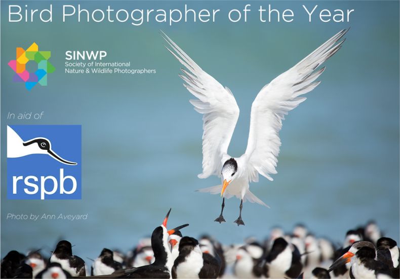  SINWP Bird Photographer of the Year 2019 in aid of RSPB