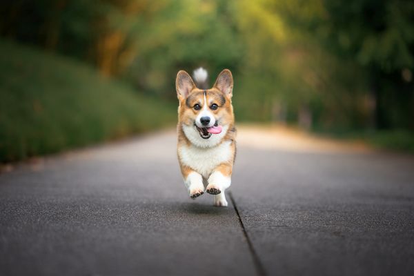 Pet Photography Competition Entry 31