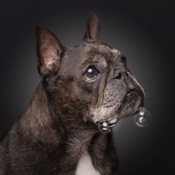 Pet Photography Competition Entry 32