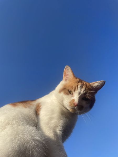 Pet Photography Competition Entry 33