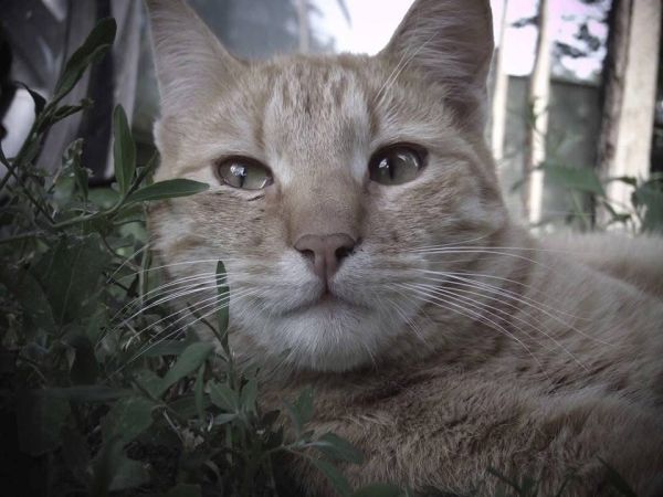 Pet Photography Competition Entry 35
