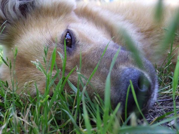 Pet Photography Competition Entry 36