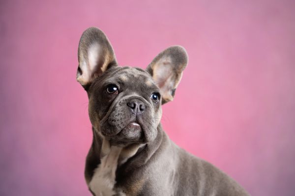 Pet Photography Competition Entry 37