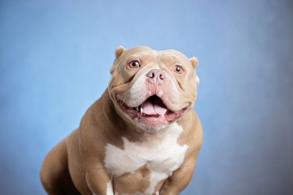 Pet Photography Competition Entry 38