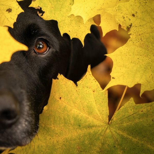 Pet Photography Competition Entry 40
