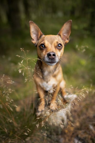 Pet Photography Competition Entry 41