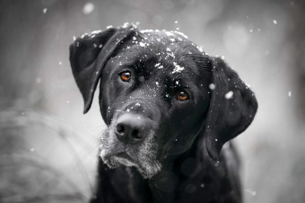 Pet Photography Competition Entry 42