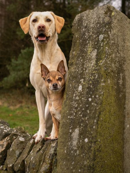 Pet Photography Competition Entry 43