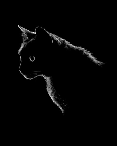 Pet Photography Competition Entry 44