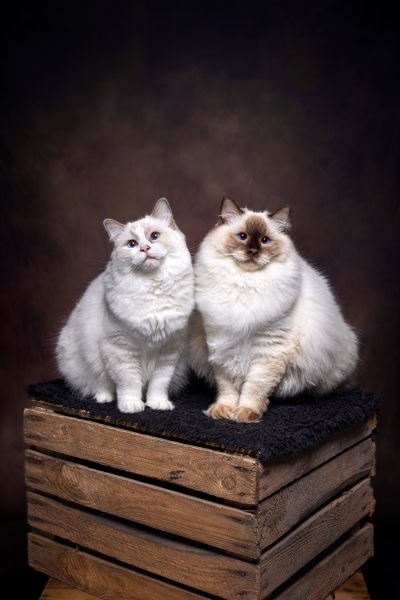 Pet Photography Competition Entry 46