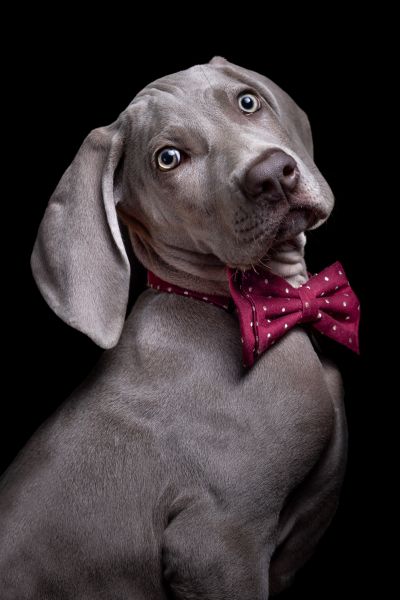 Pet Photography Competition Entry 47