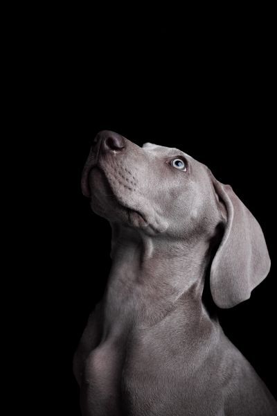 Pet Photography Competition Entry 48