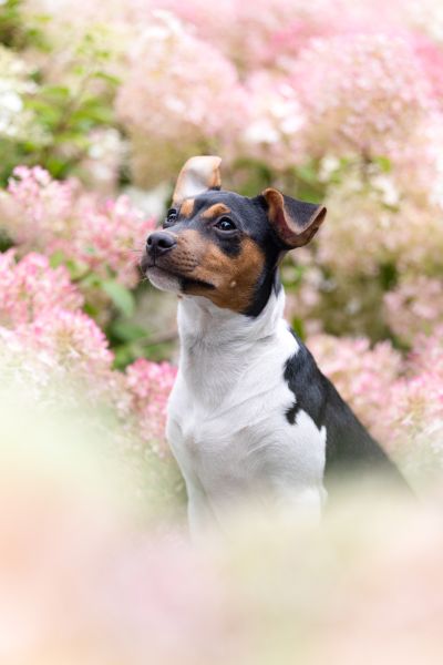Pet Photography Competition Entry 49