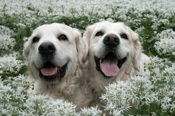 Pet Photography Competition Entry 51