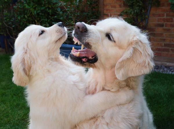 Pet Photography Competition Entry 52
