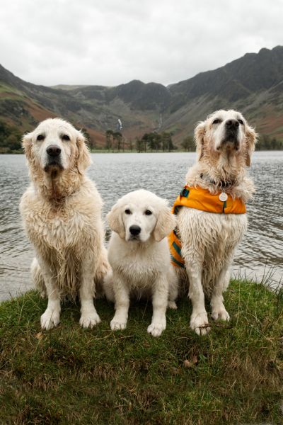Pet Photography Competition Entry 53