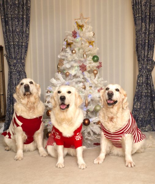 Pet Photography Competition Entry 54