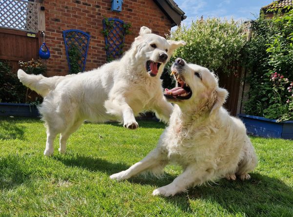 Pet Photography Competition Entry 56