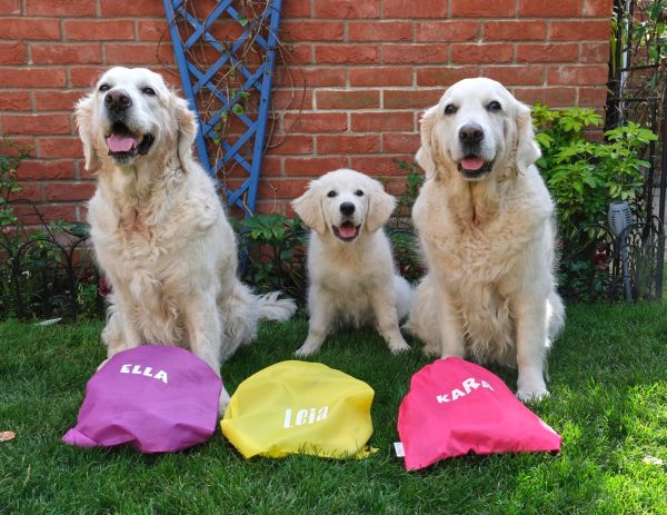 Pet Photography Competition Entry 57