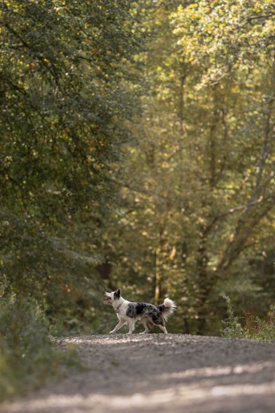 Pet Photography Competition Entry 62