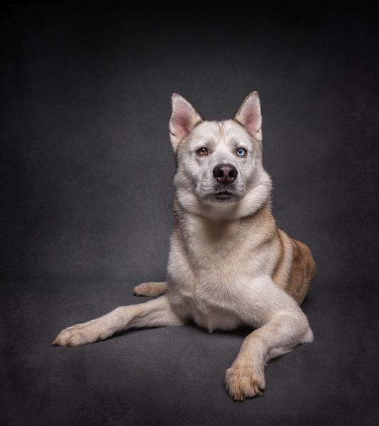 Pet Photography Competition Entry 66