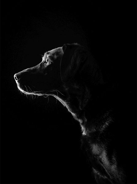 Pet Photography Competition Entry 67