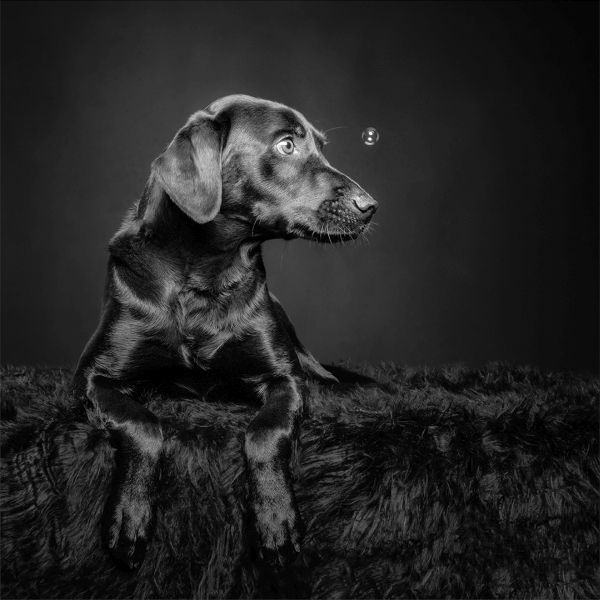 Pet Photography Competition Entry 68