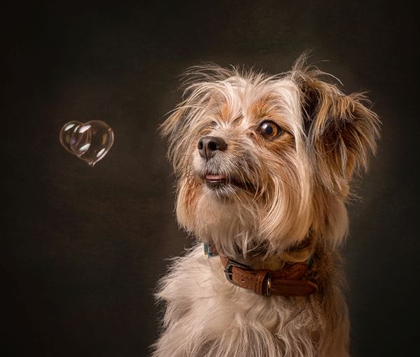 Pet Photography Competition Entry 69