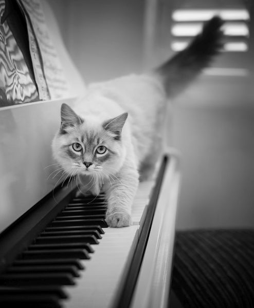 Pet Photography Competition Entry 70
