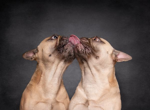 Pet Photography Competition Entry 71