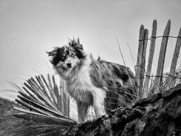 Pet Photography Competition Entry 72