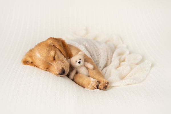 Pet Photography Competition Entry 73