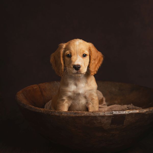 Pet Photography Competition Entry 74