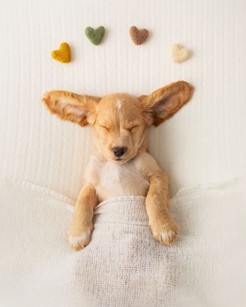 Pet Photography Competition Entry 75