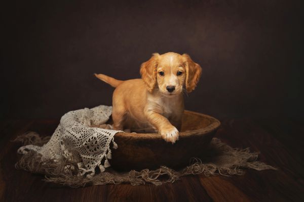 Pet Photography Competition Entry 76