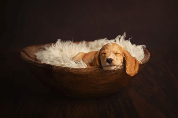 Pet Photography Competition Entry 77